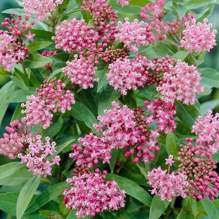 Butterfly Weed Asclepiasis 5" wp