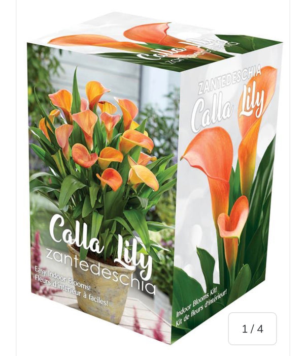Calla Indoor Blooms Kit GP53