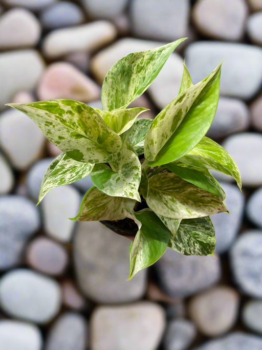 Pothos Marble Queen 4"