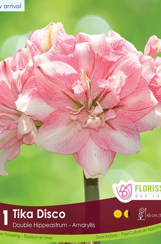 Amaryllis Tika Disco 28+ 1pk