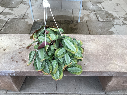 Maranta Silver Band