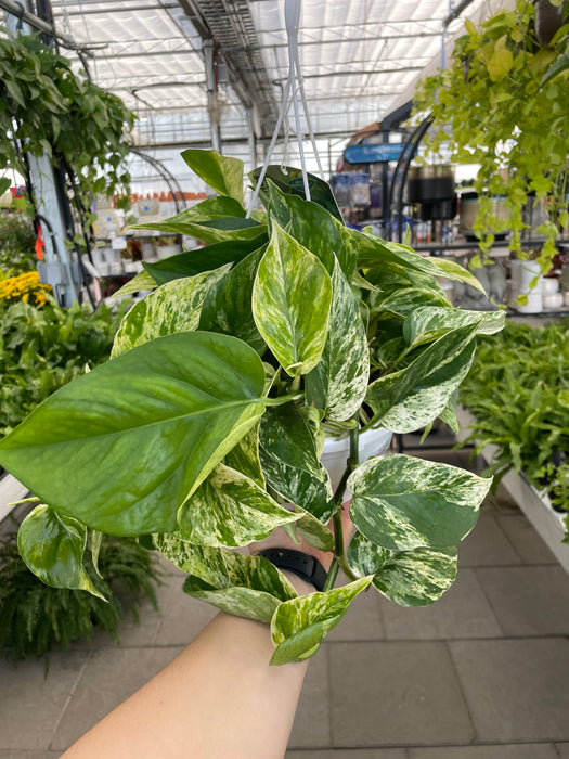 Pothos Marble Queen