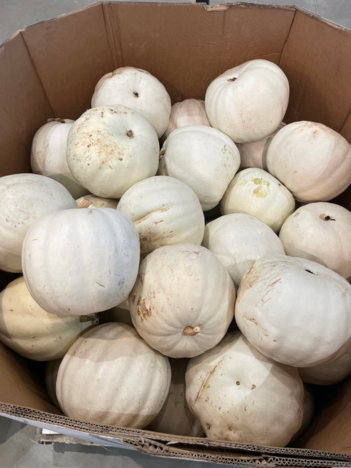 Pumpkin Live -Larger White (30-50 lbs)