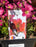 Saxifraga arendsii Marto Red 15cm