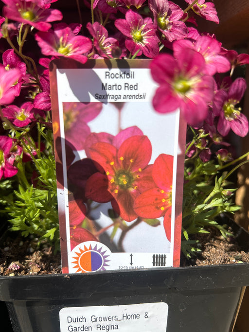 Saxifraga arendsii Marto Red 15cm