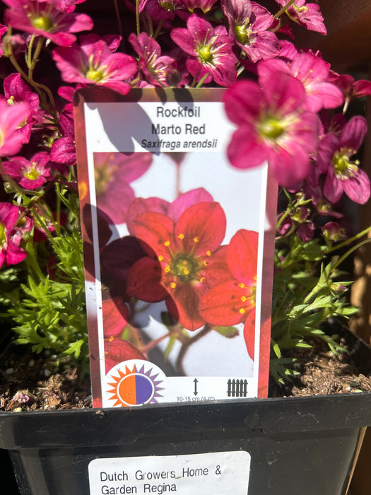 Saxifraga arendsii Marto Red 15cm