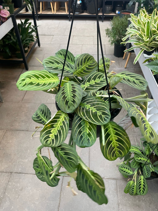 Prayer Plant Maranta Lemon Lime