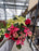 Poinsettia Live (Online