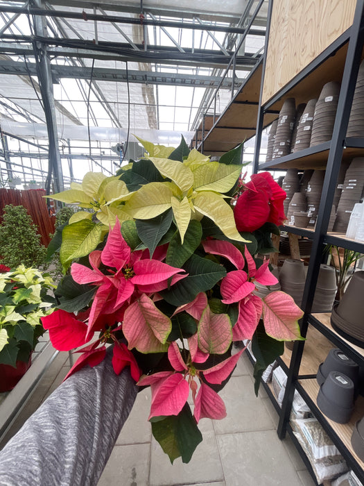 Poinsettia Live (Online