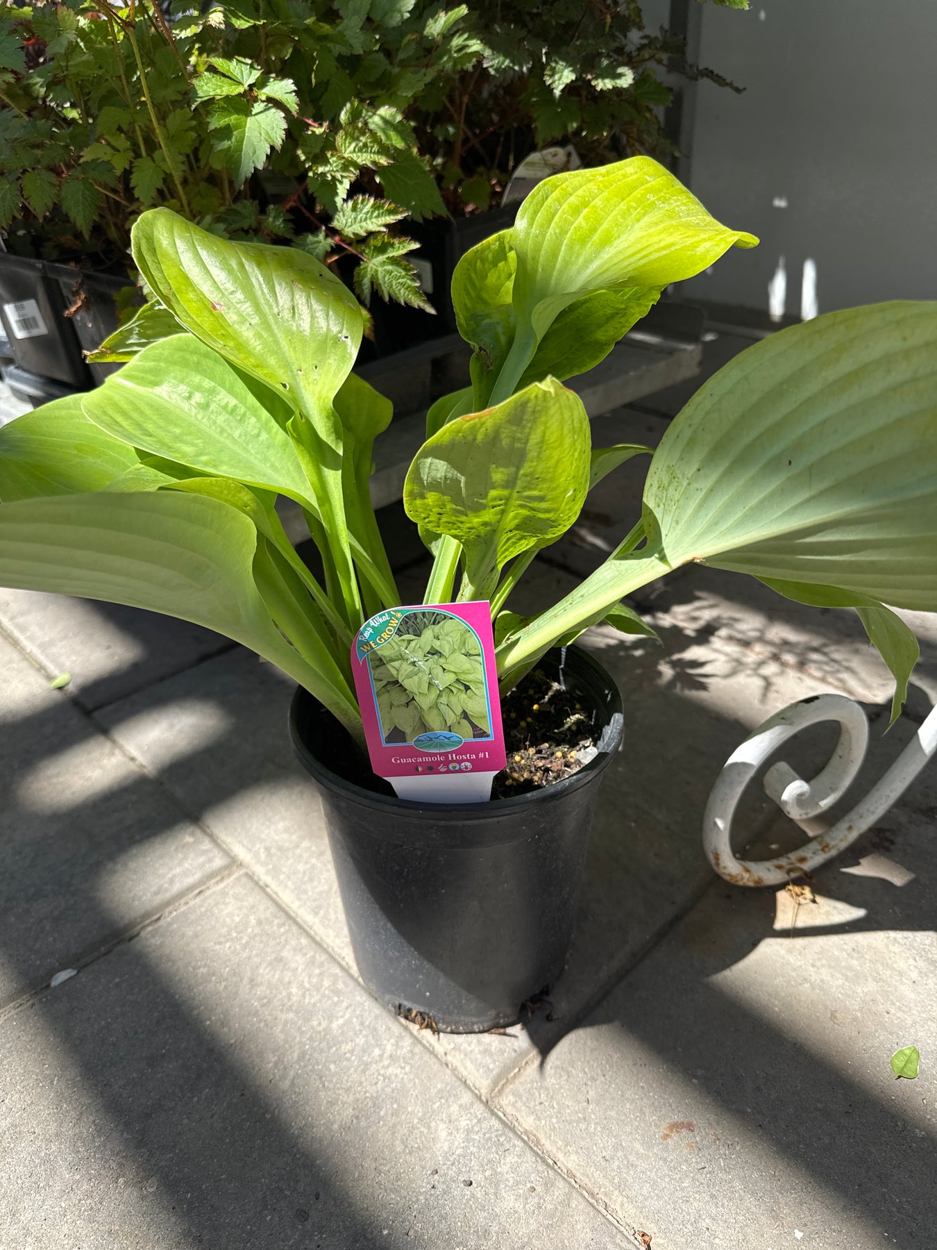 Hosta sale
