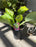 Hosta Guacomole #1
