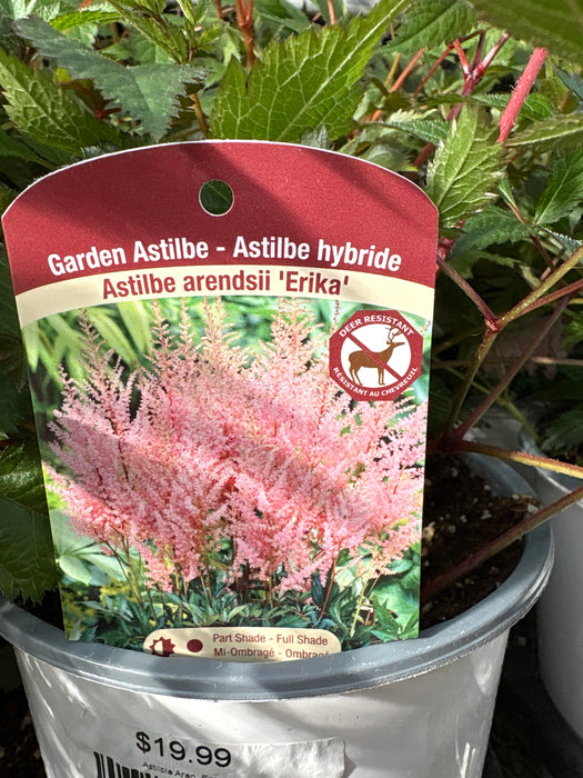 Astilble Aren. Erika