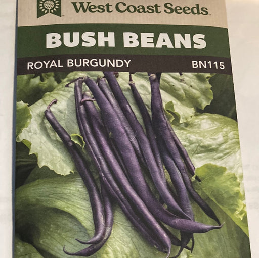 Seed WC Bean Bush Royal Burgundy