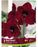 Amaryllis Red Pearl 26+ 1pk