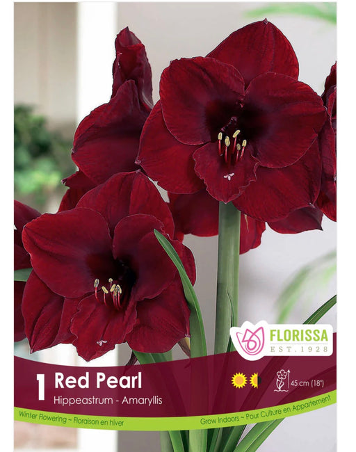 Amaryllis Red Pearl 26+ 1pk