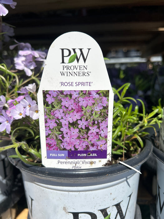 Phlox PW Rose Sprite 17 cm