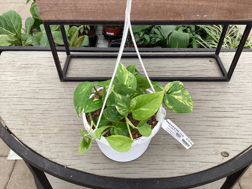 Pothos Golden 8" HB - Dutch