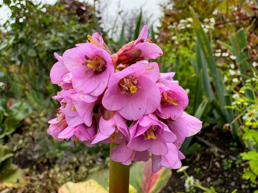 Bergenia Tubby Andrews #1