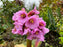 Bergenia Tubby Andrews #1