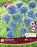 ALLIUM Azureum 4+ bulk 40pk