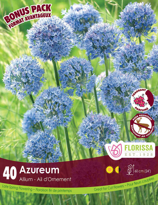ALLIUM Azureum 4+ bulk 40pk