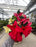 Poinsettia Live (Online