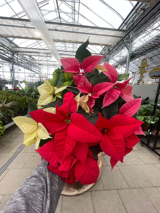 Poinsettia Live (Online