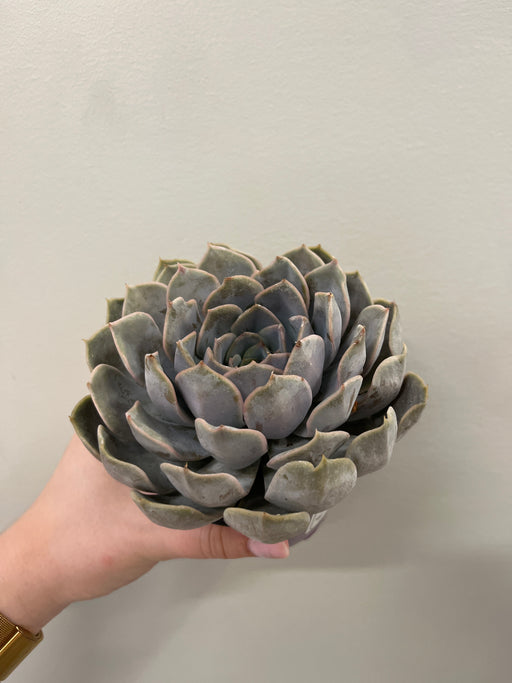 Succulent Marv