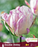Tulip Double Late Shirley