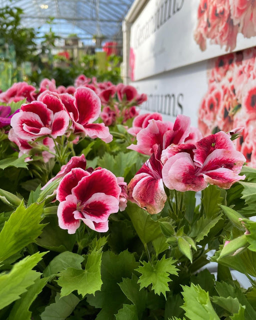 Geranium Martha Washington 6"