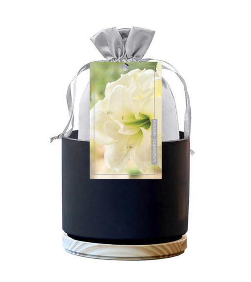 Amaryllis Kit Premium GP8