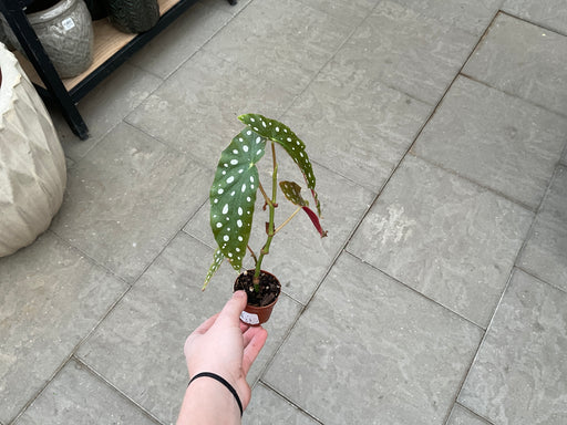 Begonia maculata