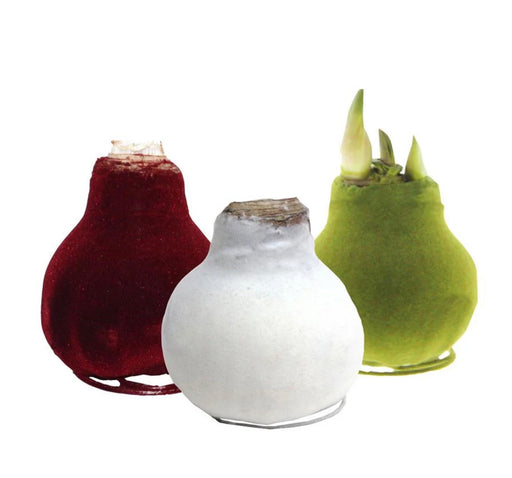 Amaryllis Wax Velvet Coat GP83