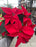 Poinsettia Live (Online