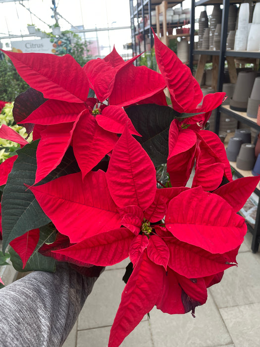 Poinsettia Live (Online