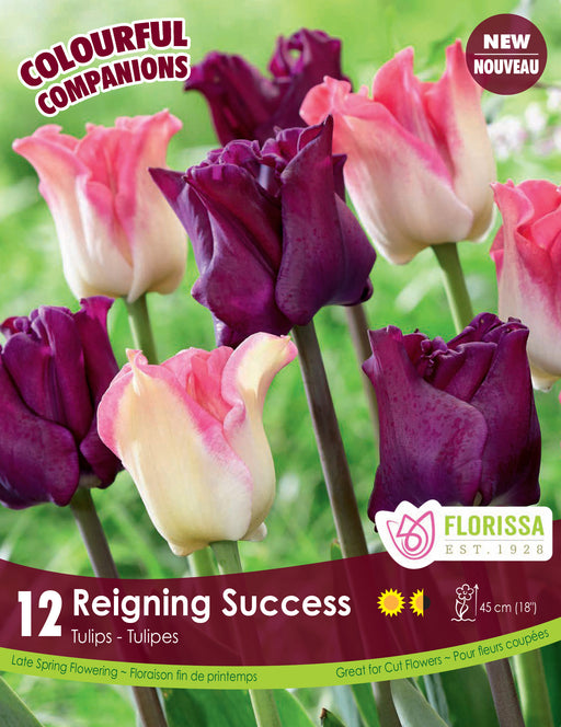 Companion Fall Tulips Reigning Success