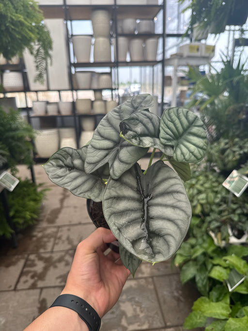 Alocasia Silver Dragon