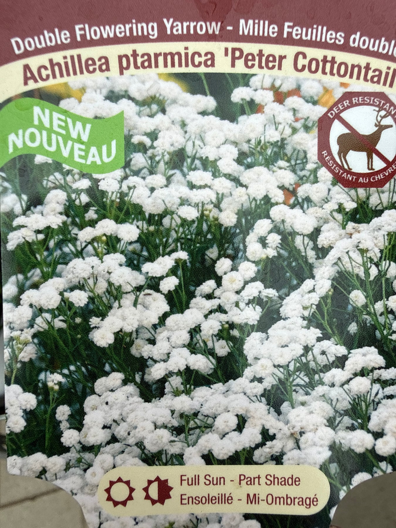 Yarrow sale