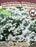 Achillea Mil Peter Cottontail
