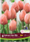 Tulip Salmon Van Eijk Pkg 6
