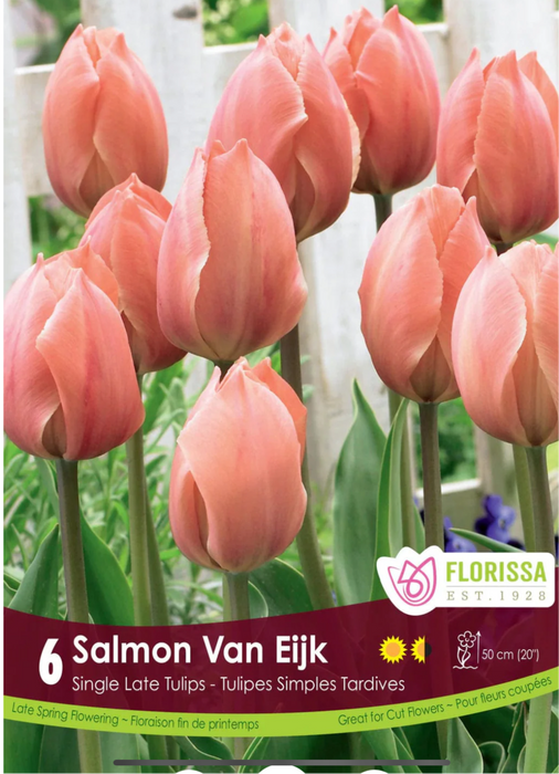 Tulip Salmon Van Eijk Pkg 6