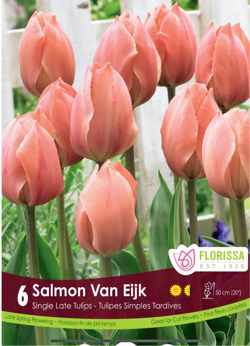 Tulip Salmon Van Eijk Pkg 6