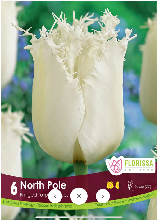 Tulip Fringed North Pole