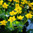 Marsh Marigold Caltha Pal 5"