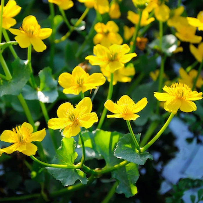 Marsh Marigold Caltha Pal 5"