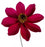 Cosmos Cherry Chocolate