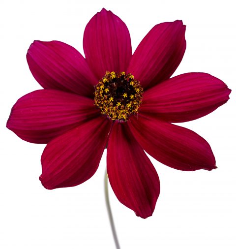 Cosmos Cherry Chocolate