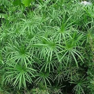 Cyperus Alternifolius Baby Tut 5" WP