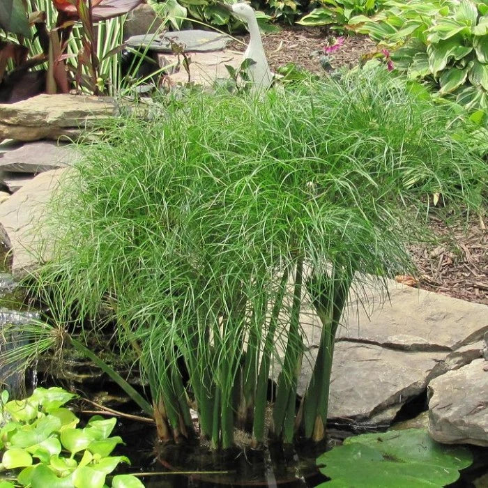 Cyperus percamenthus Prince Tut 5"WP