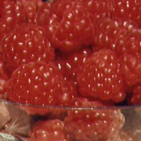Souris Raspberry #1